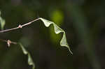 Nakedflower ticktrefoil